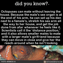 did-you-know:  Octopuses can mate without leaving the   house.