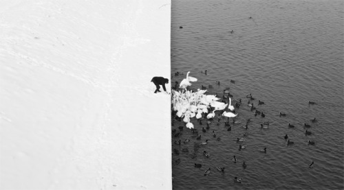 Monochrome moment (a man feeds swans from a snowy riverbank)