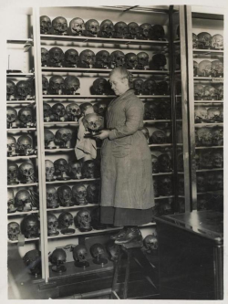 omniaobscura:  Chairwoman and skulls from the Hunterian Museum’s