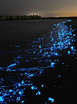 sixpenceee:  The Firefly Squid is a bioluminescent squid growing
