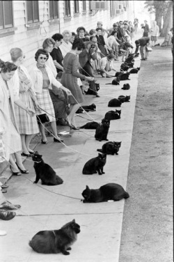  awmygosh: Cat audition for Sabrina the Teenage Witch for the