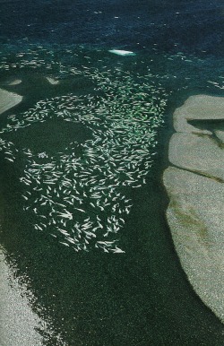 vintagenatgeographic:Beluga whales clogging a river vein on Somerset