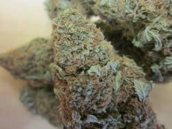 weedporndaily:  Mango Kush
