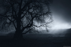 photocosma: Dark landscape with tree, 2013   © PhotoCosmahttp://photocosma.net/