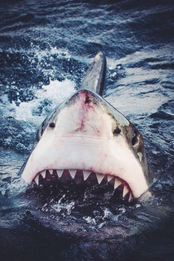 wolverxne:  Great White Shark | by: { Sam Cahir } 