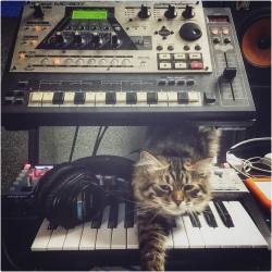 qtzmusic:  #synthcat #🎛 #🎚 #🎹 #synthporn #studioporn