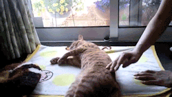 sizvideos:  This Kitten Has A Hilarious Way Of Relaxing! - VideoFollow