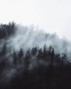 tannerwendell:  fog layers. olympic national park. washington.