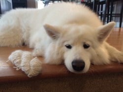 skookumthesamoyed:OH NO! SKOOKUM YARN PHOTO SHOOT IS A NO-GO.