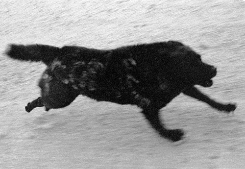 untitled-1991:  john divola “dogs chasing my car in the desert”