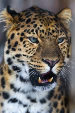 vistale:  Leopard | via 