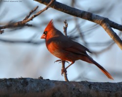 klemannlee:  Cardinal