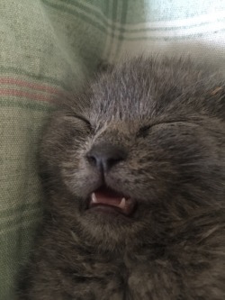 unimpressedcats:  sleeping beauty