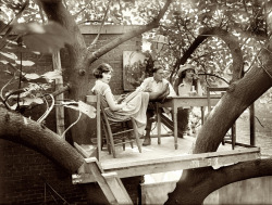 forties-fifties-sixties-love:  July 15, 1921, treetop table at