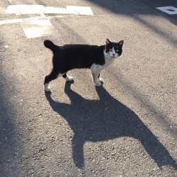 kizaki:  すれ違い #neko #cat #猫