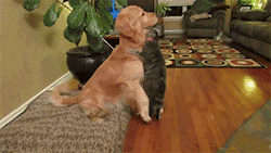 awwcutepets:  When your short girlfriend gives you a hug.