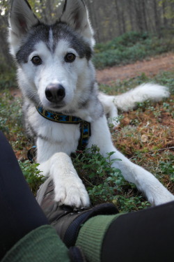 handsome dogs for you in these trying times