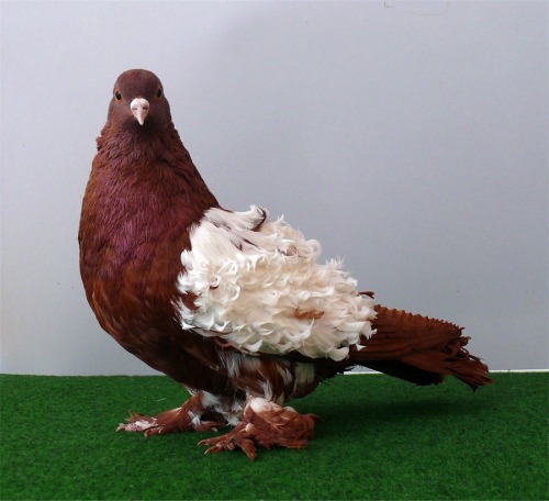 quock-ko:Frillback pigeon by purzli