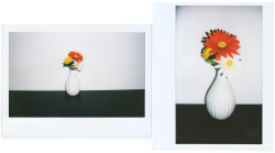Faux flowers in vase on a black table and against a white wall©2015