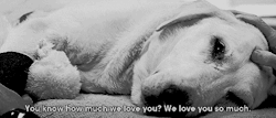 this-blog-plays-suicide:  Marley And Me 