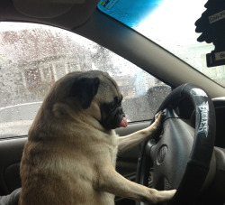 xowleyes:  reblogging for the pug and the eagles steering wheel