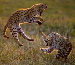 Cats … the same the world over (Serval kittens at play,