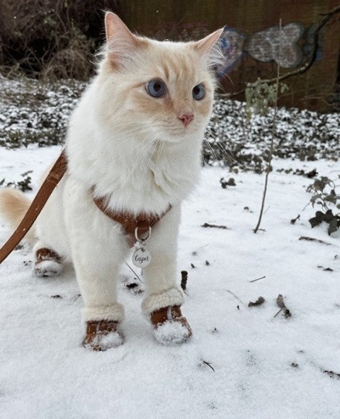 catsofinstagram:  From @casper.cat.meow: “Goodbye winter, I