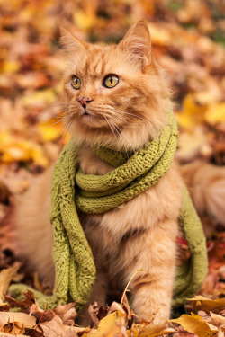 cheshirecrap:  CATS WITH SCARVES OH MY GOD