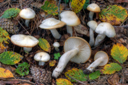 mushroomsandmosses:  Hygrophorus cossus (by tormento&estasi)