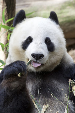 sdzoo:  Bai Yun, the grande dame of Panda Trek | photo by Mollie