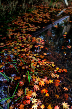 mistymorningme:  ラクヨウ　Fallen leaves on the pond (by