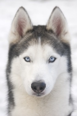 r2–d2:  Husky 