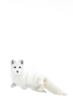 wonderous-world:  Little White Knight by Rudy Pohl 