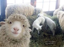 juanzerker:  chubcakes:What a good sheep selfie.  Hangin out