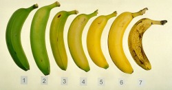 thingsorganizedneatly:  SUBMISSION: Stages of banana ripeness