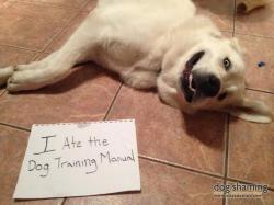 dogshaming:  You can’t fix crazy  I ate the dog training manual.