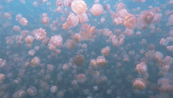 smartgirlsattheparty:  itscolossal:  Jellyfish Lake, Palau, 2015