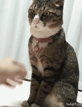 catsoverloaded:  No is No