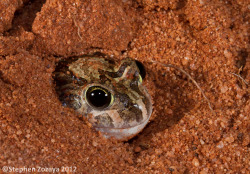 frogs-are-awesome:  An Ornate burrowing frog (Platyplectrum ornatum)