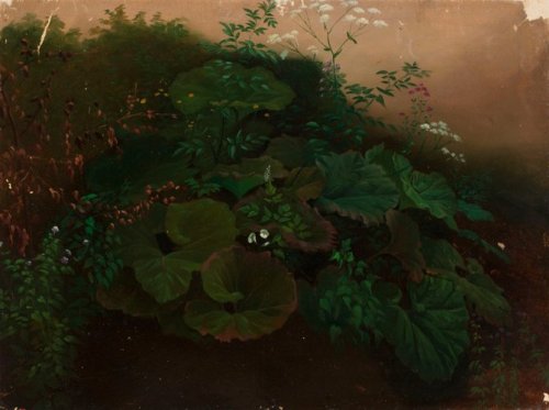 finnish-art-gallery:Kasveja, harjoitelma, Nils Jakob Olsson Blommér,