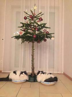 sodomymcscurvylegs:  pleatedjeans: 16 Pet-Proof Christmas Trees