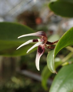 orchid-a-day: Pleurothallis condorensis Syn.: Ancipitia condorensis