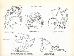 wannabeanimator:  Bambi (1942) | anatomical studies by Rico