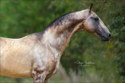 all-the-horses: Abrek Beduin x Aiga Akhal Teke, Stallion Born