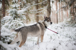 handsomedogs:  Ronja (Swedish Elkhound) is happy about the snow!