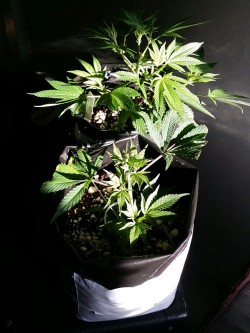 denverdank:  My babies getting ready for that outdoor planting