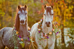 faerieforests:  Flower Ponies by Stephanie Moon   Look at those