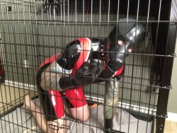 Bad Dog Cage