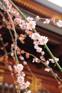 ethertune:  sakura @ yushima-tenjin (By T Y) 