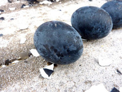sixpenceee:  The Black Eggs of OwakudaniOwakudani or “the Great